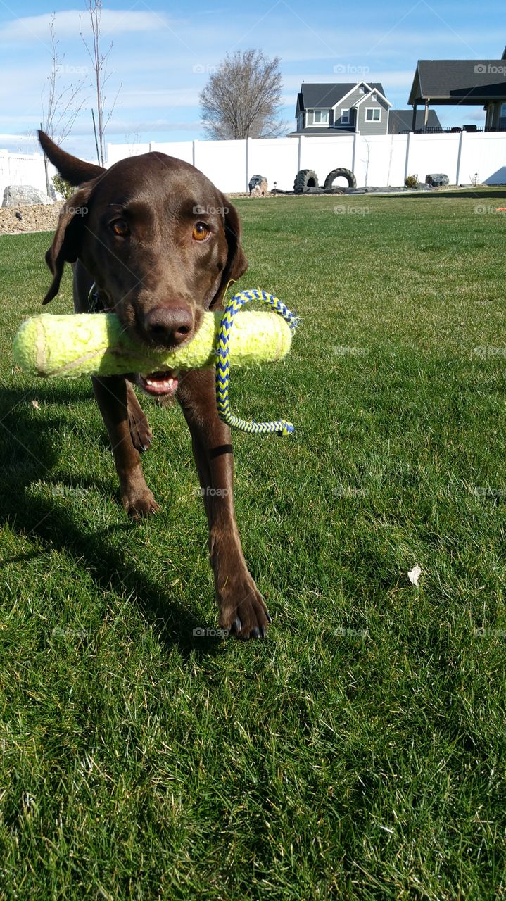 Let's fetch. Fetch on a spring day takes the worries away