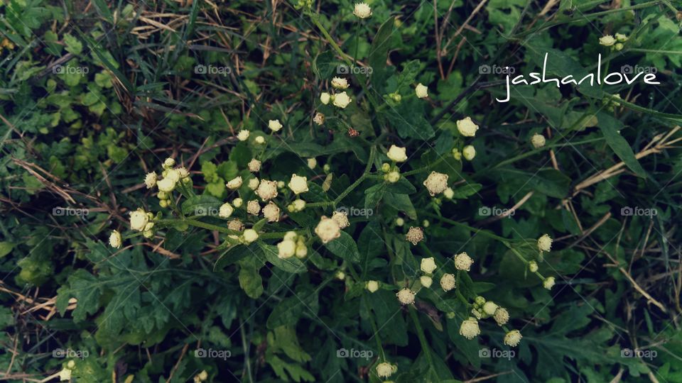 Leaf, Flora, Nature, No Person, Flower