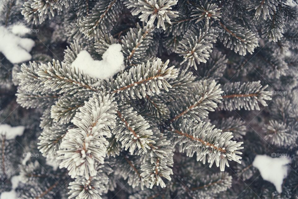 Frozen fir