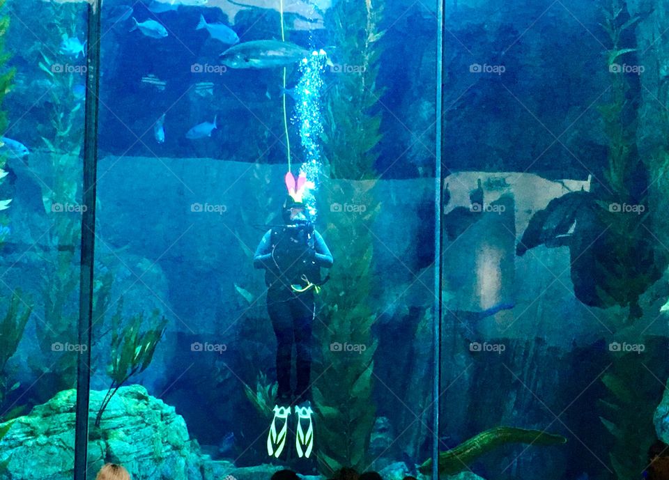 Diver at Long Beach Aquarium