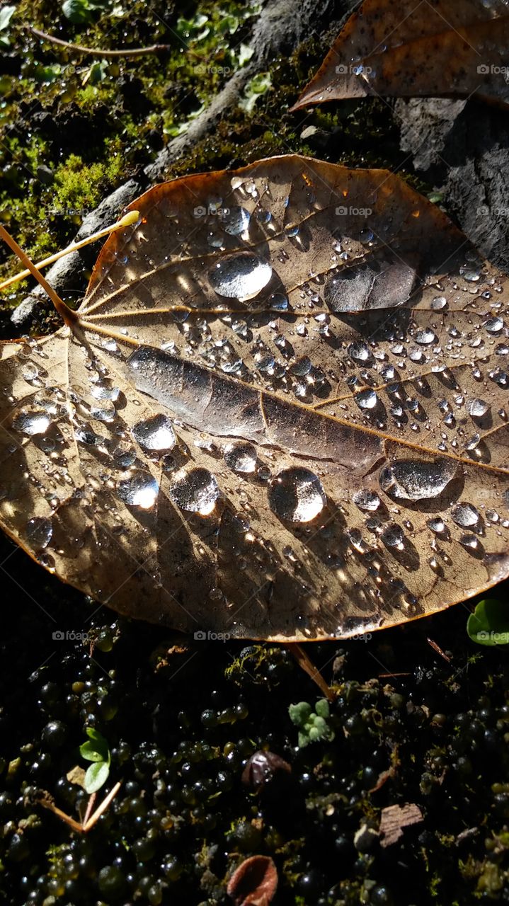 water drops on a Fallen Leaf