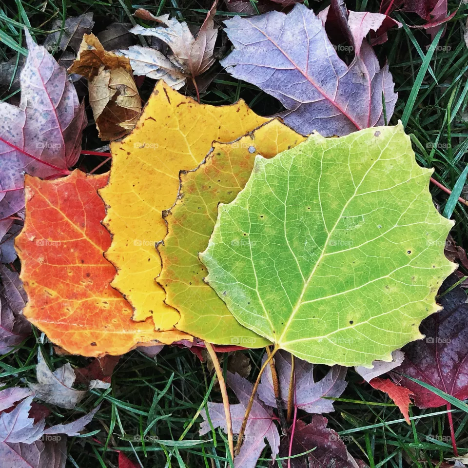 Changing Leaves