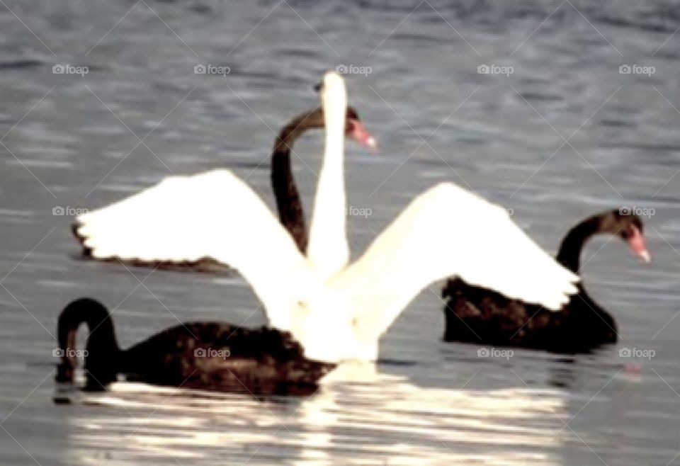Who is this trouble making white imposter blocking the view of the graceful black beauties?