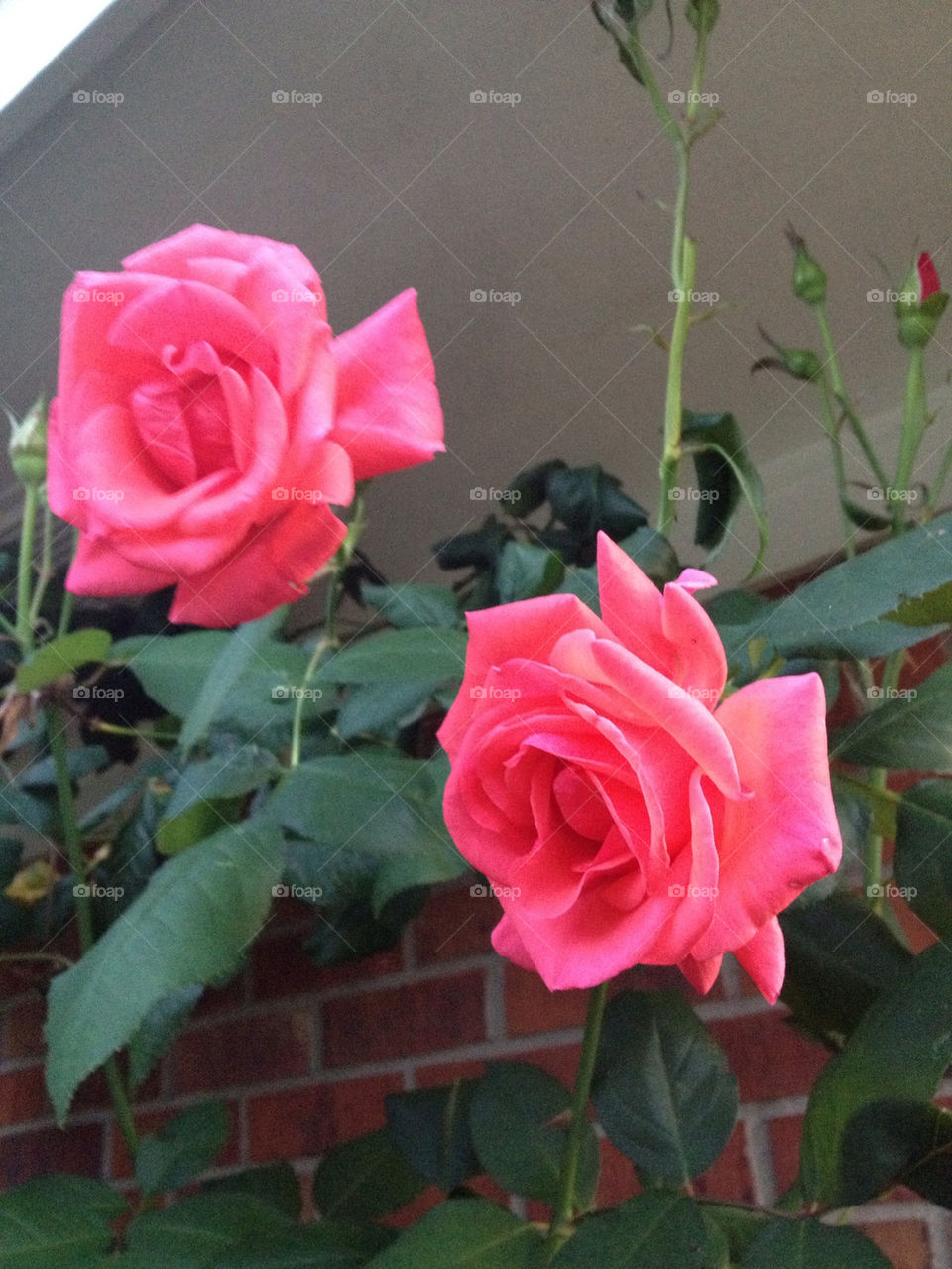 flowers pink plant roses by robinmc4