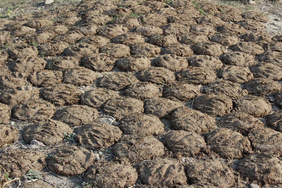 cow dung on field