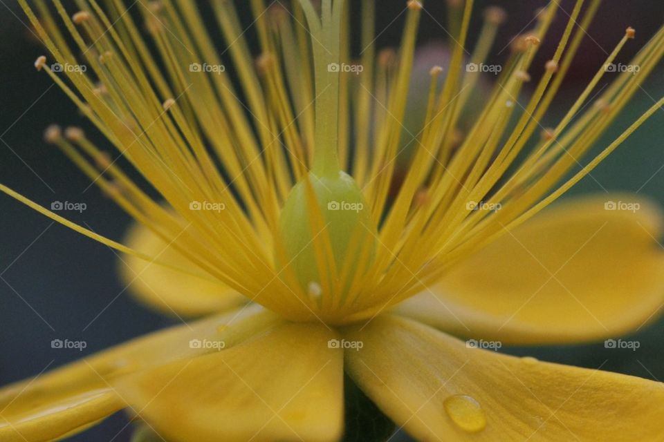 Close-up of yellow flower