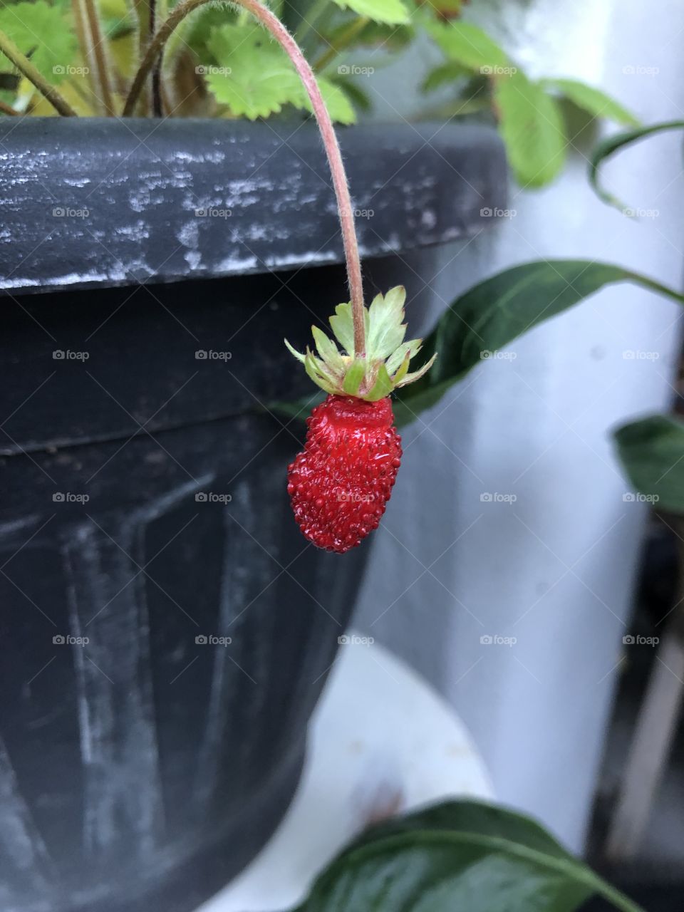 Wild strawberry