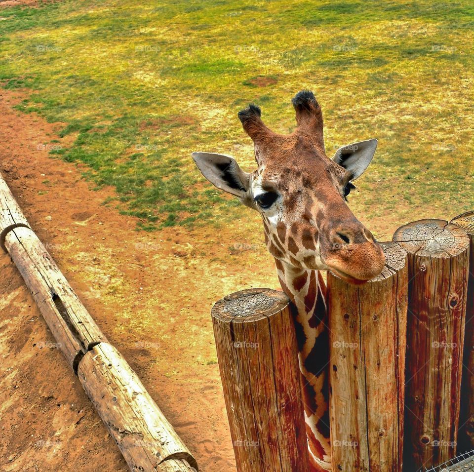 Giraffe peeping
