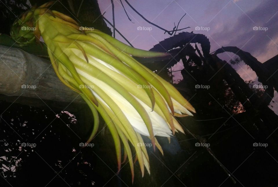 the flower of the dragon fruit will bloom 3