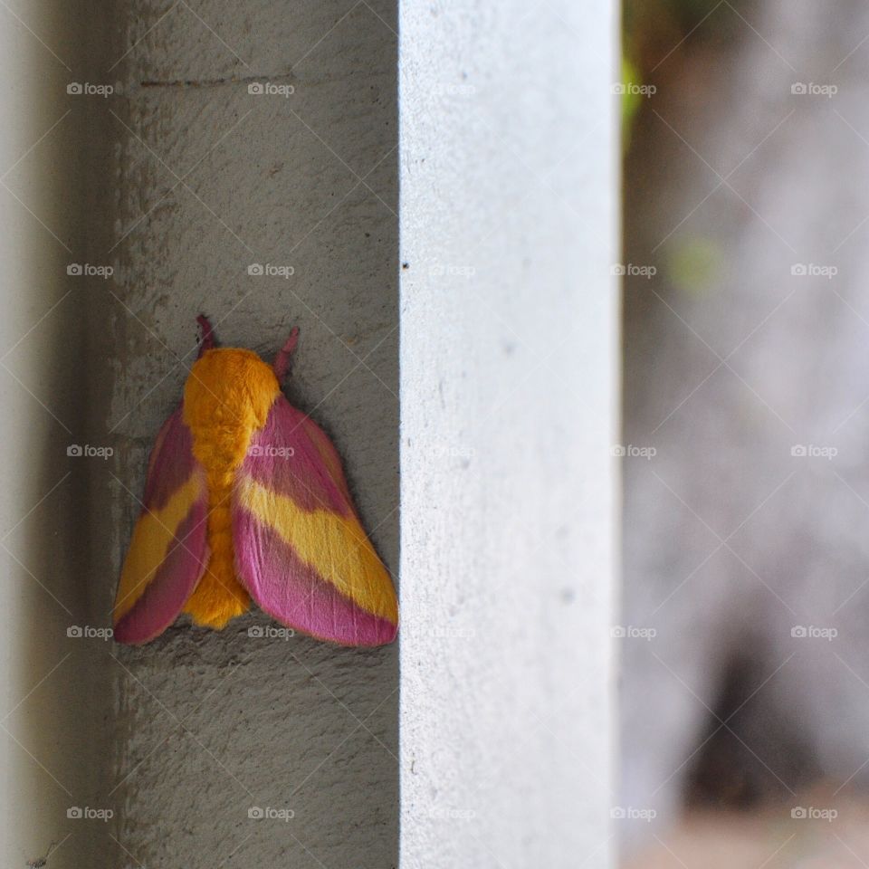 Rosy Maple Moth.