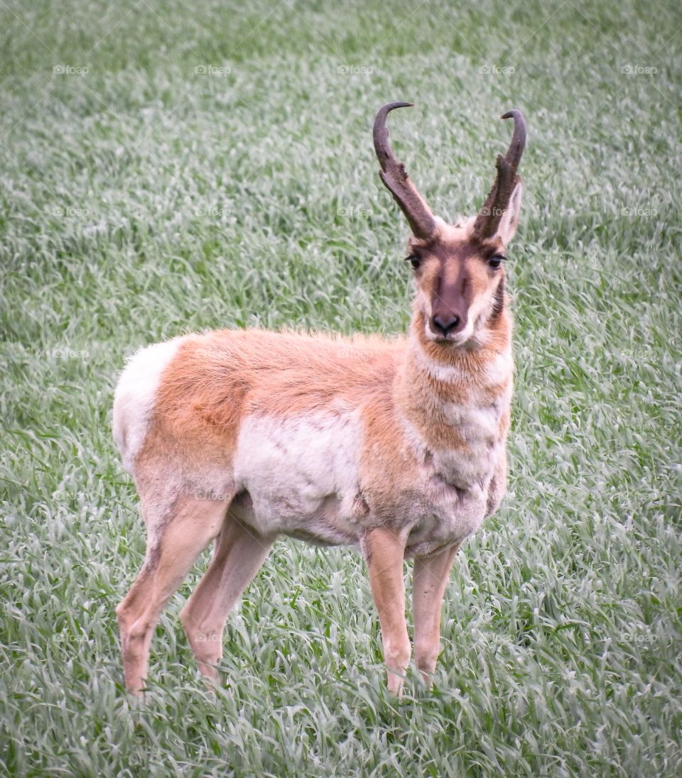 Pronghorn antelope in an Alberta field
