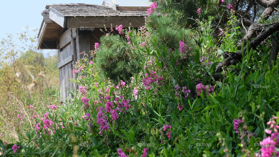 Shabby shed