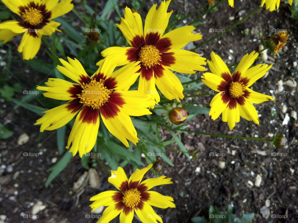 Flowers of the black forest