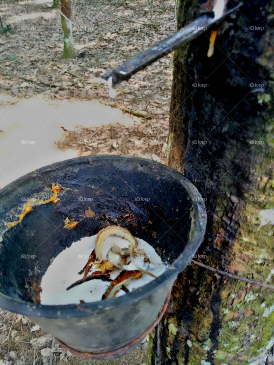 a cup of rubber tree