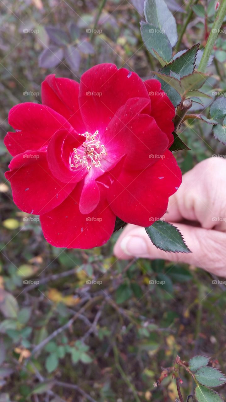 first flower on the bush