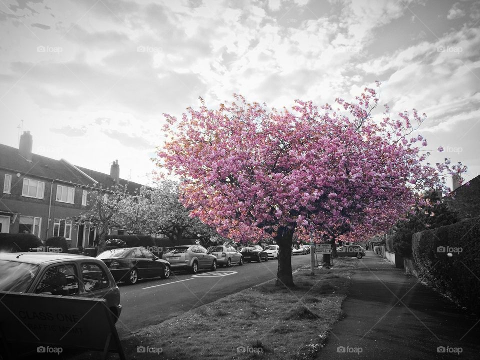 Blossom in Black & White