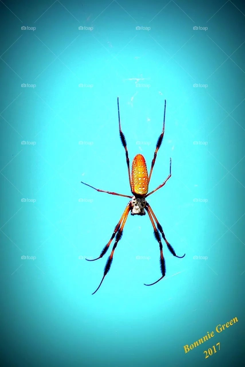 Spider