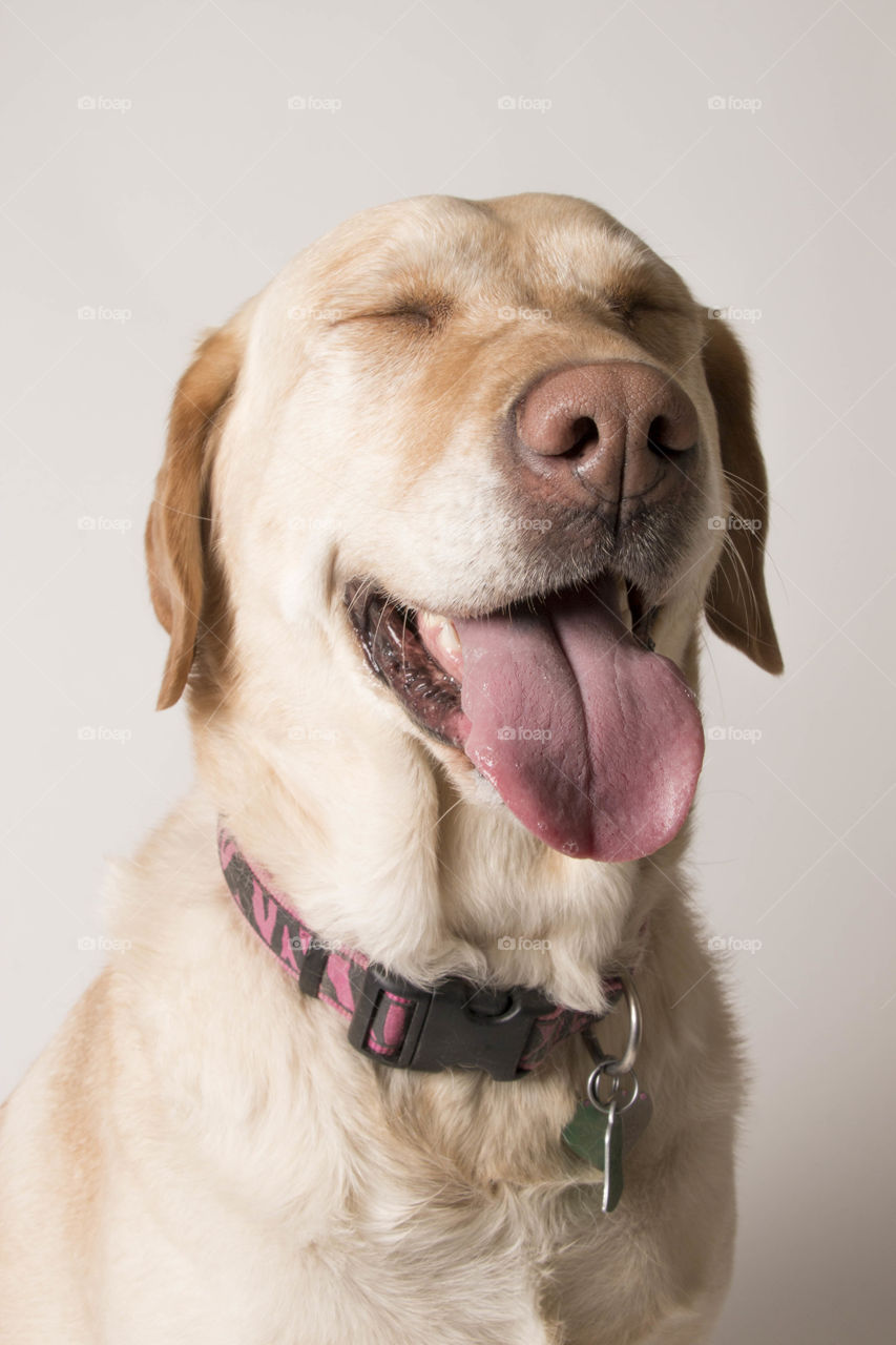 Happy puppy portrait