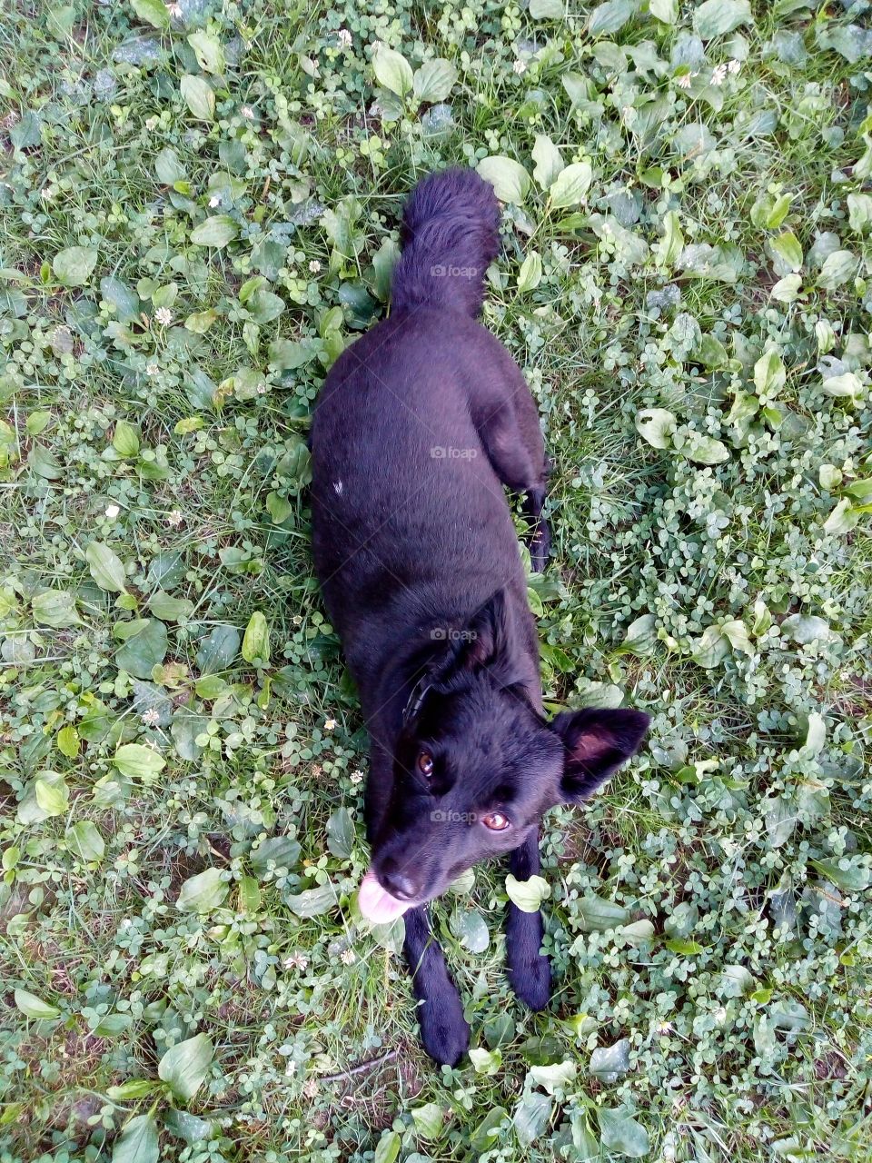 Dog. Black Dog rest on grass.