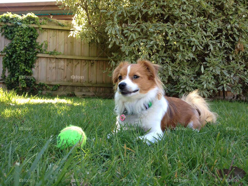 Daisy wants to play