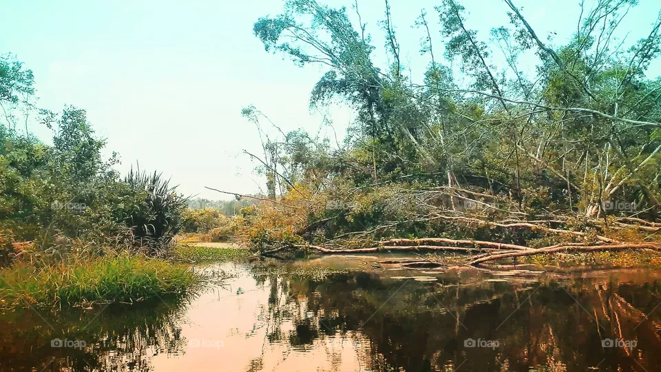 Swamp