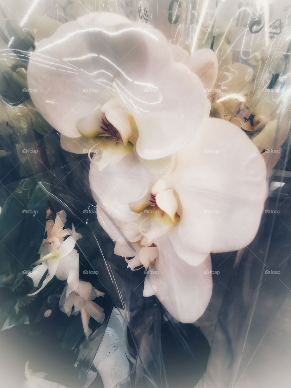 Plant green house Park colors greens