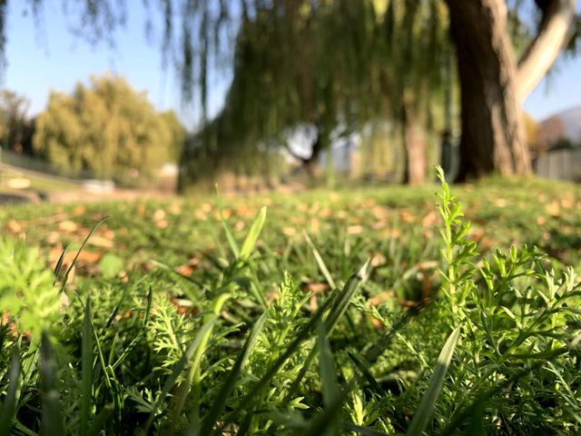 Pasto cerca 