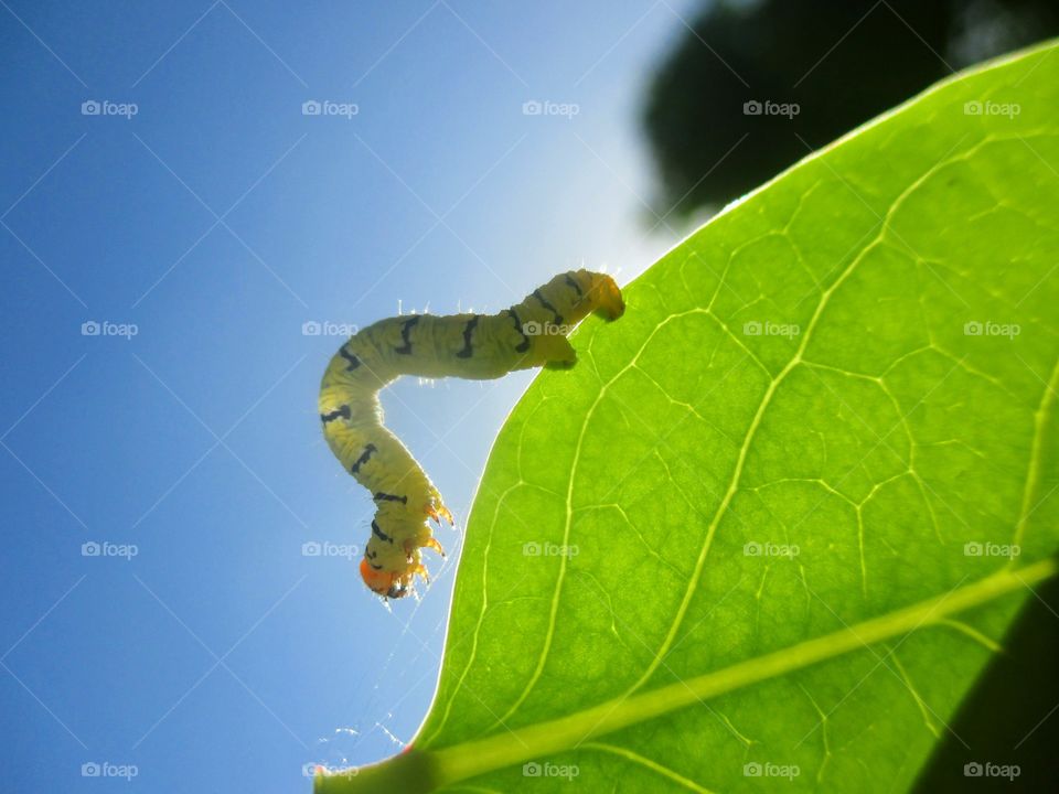 Caterpillar on leaf