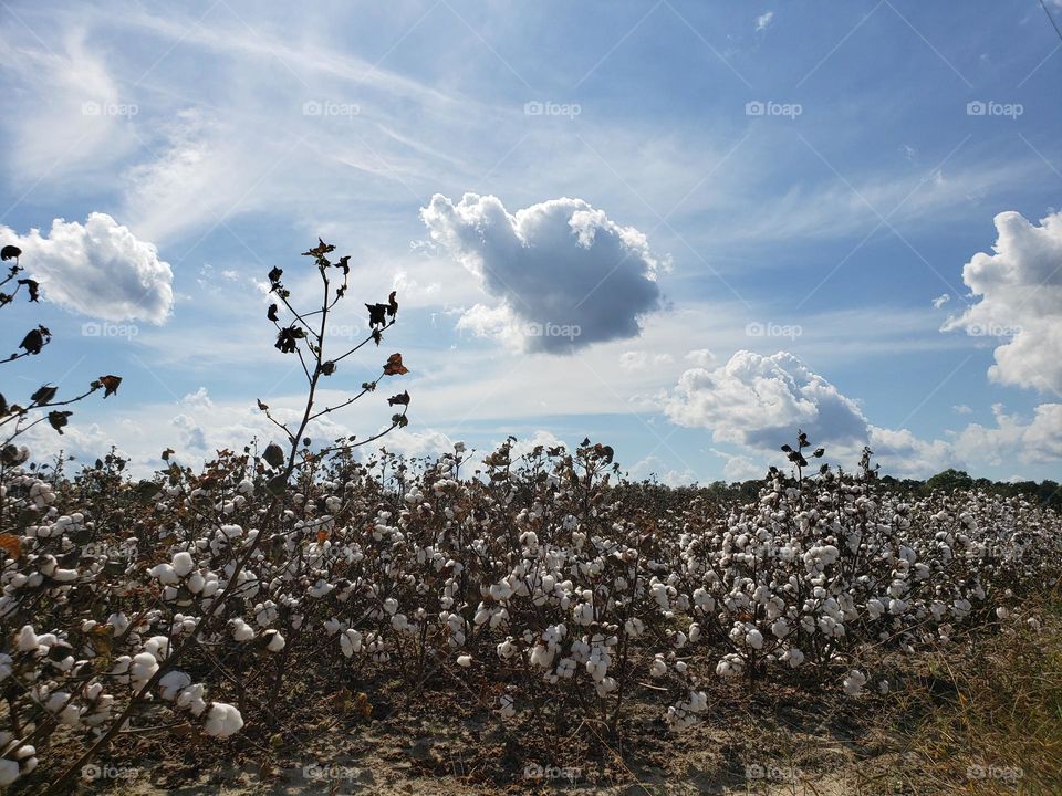 campo y nubes de algodón