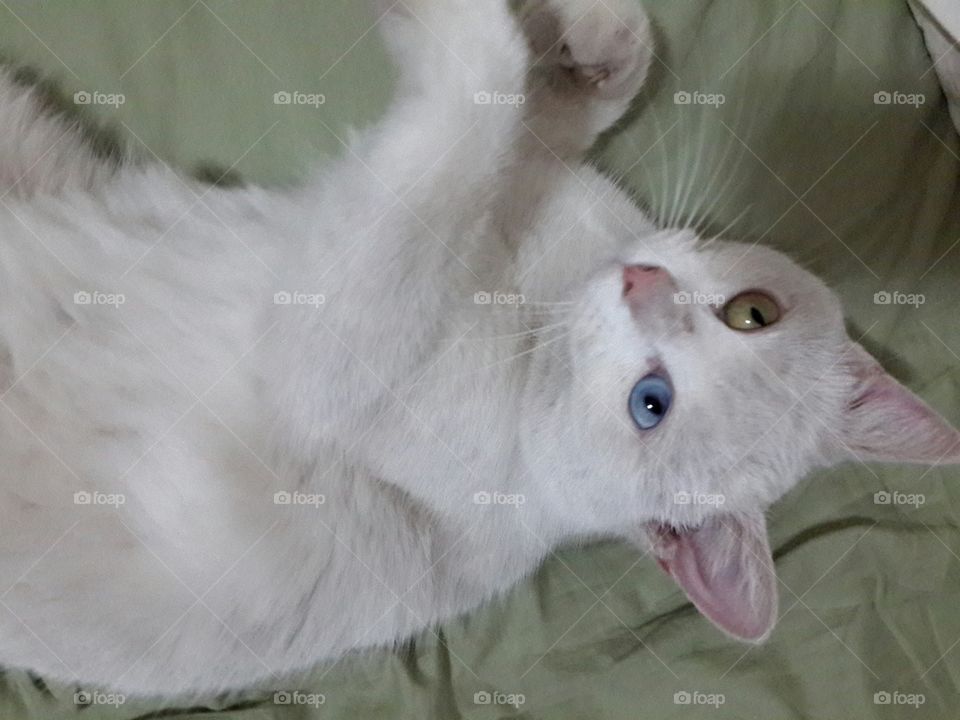 Cat with two colored eyes