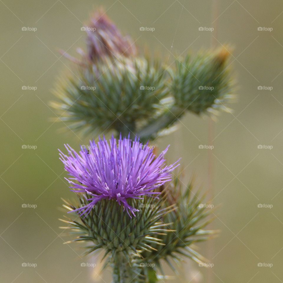 Thistle 