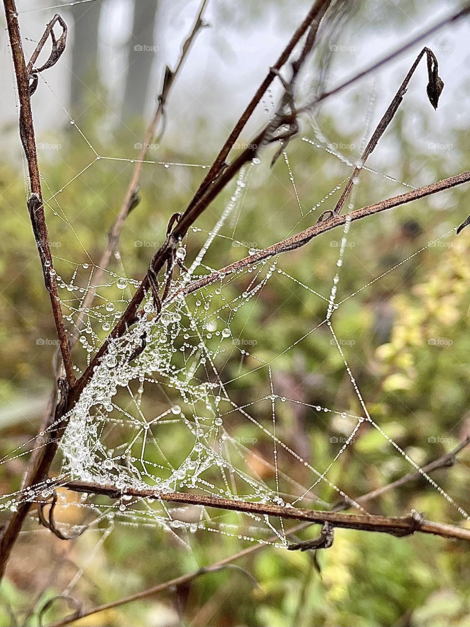 spider web on a rainy day on a misty mountain top