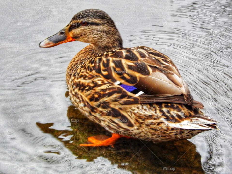 Beautiful duck