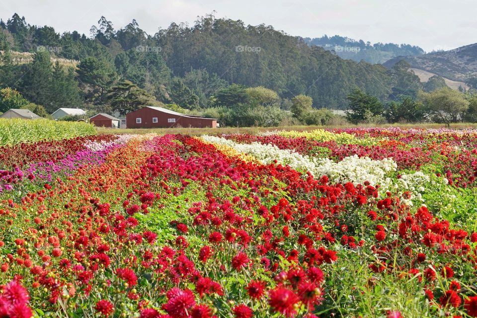 Wildflowers Growing In Rows