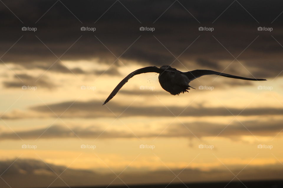 Morning shot of the sea, sky and clouds in a myriad of colours. A seagull is floating on the wind,  illuminated by the sunlight.  The bird is silhouetted against the early morning sunlit sky and clouds. 