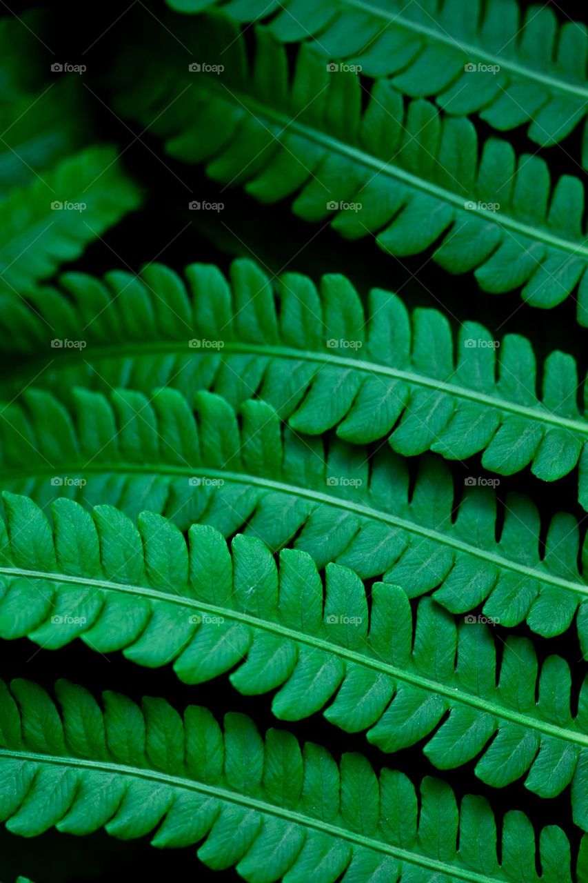 Fern pattern 