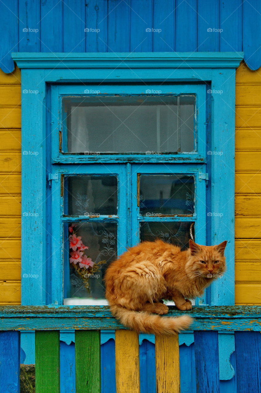 Ginger Cat on Front Fence.
