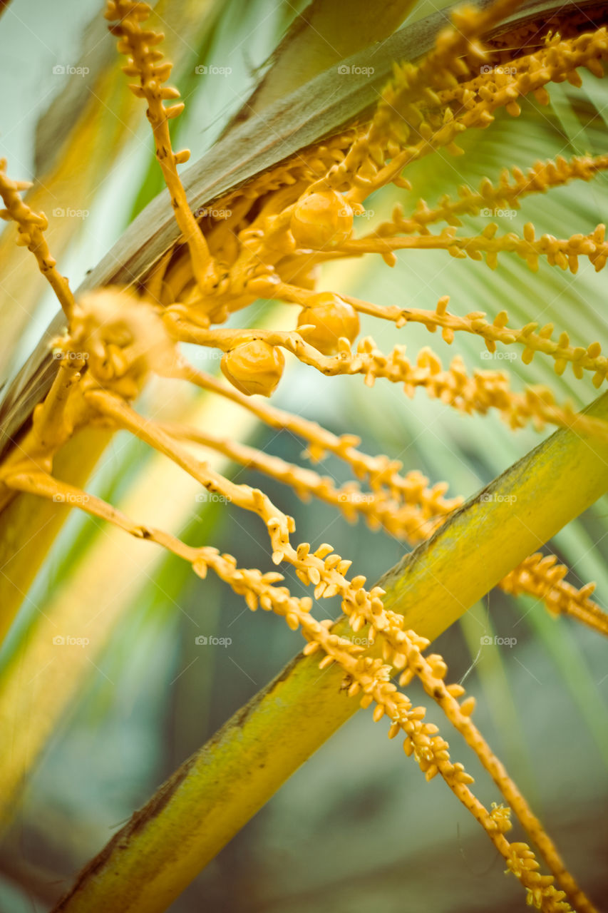 coconut tree in Tanzania
