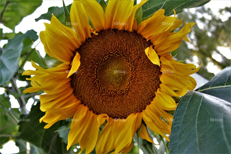 sunflower