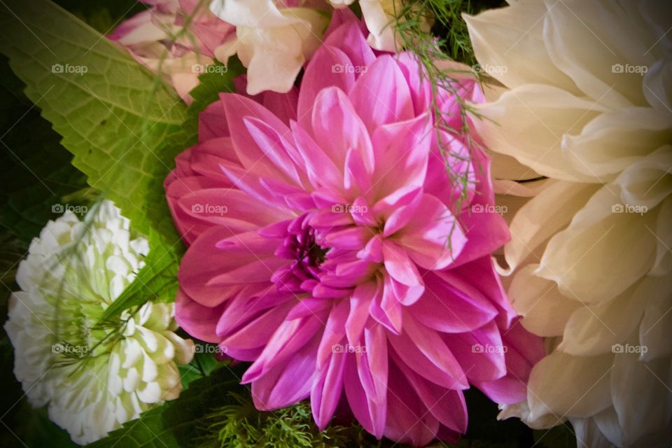 White and pink chrysanthemums closeup in natural light