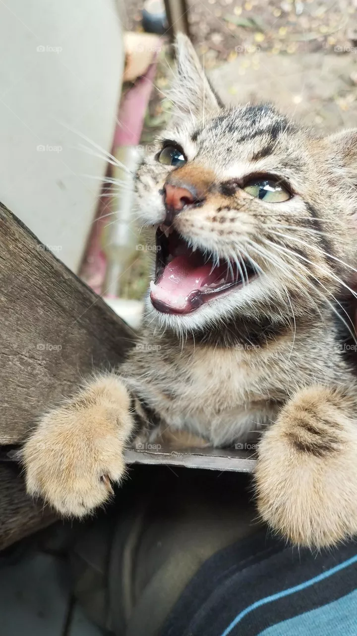 cat