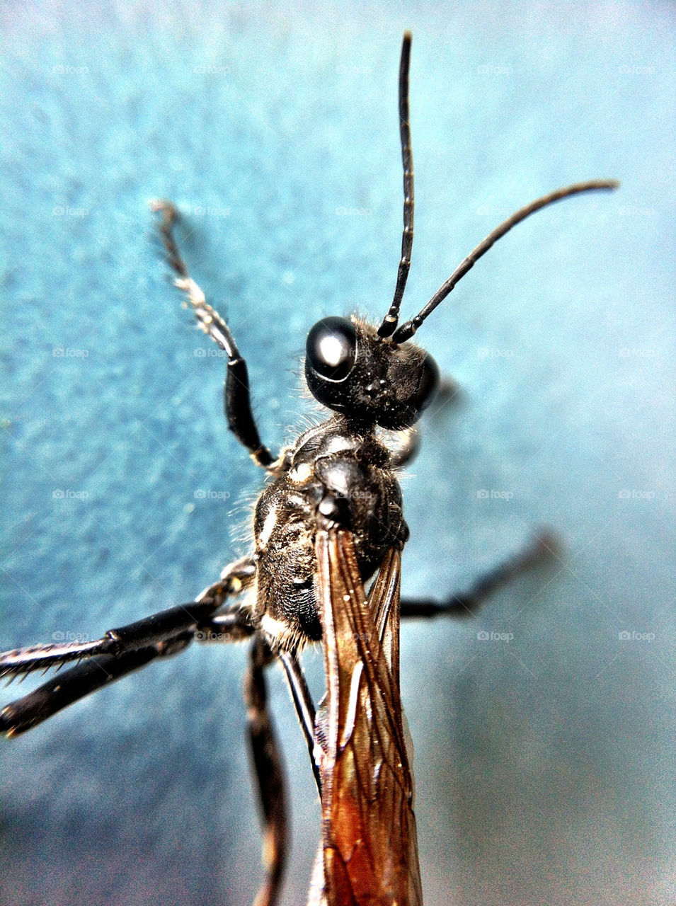 insekt närbild by ka71