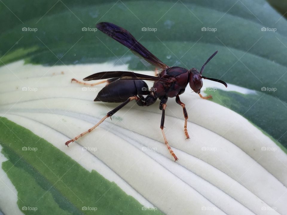 Wasp on a Hosta
