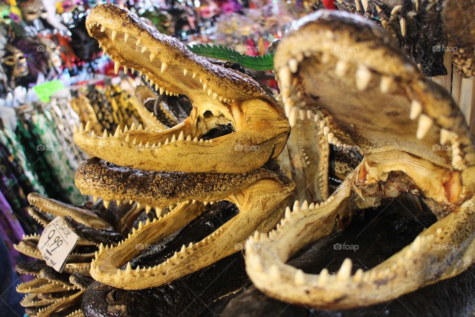 Alligator heads 