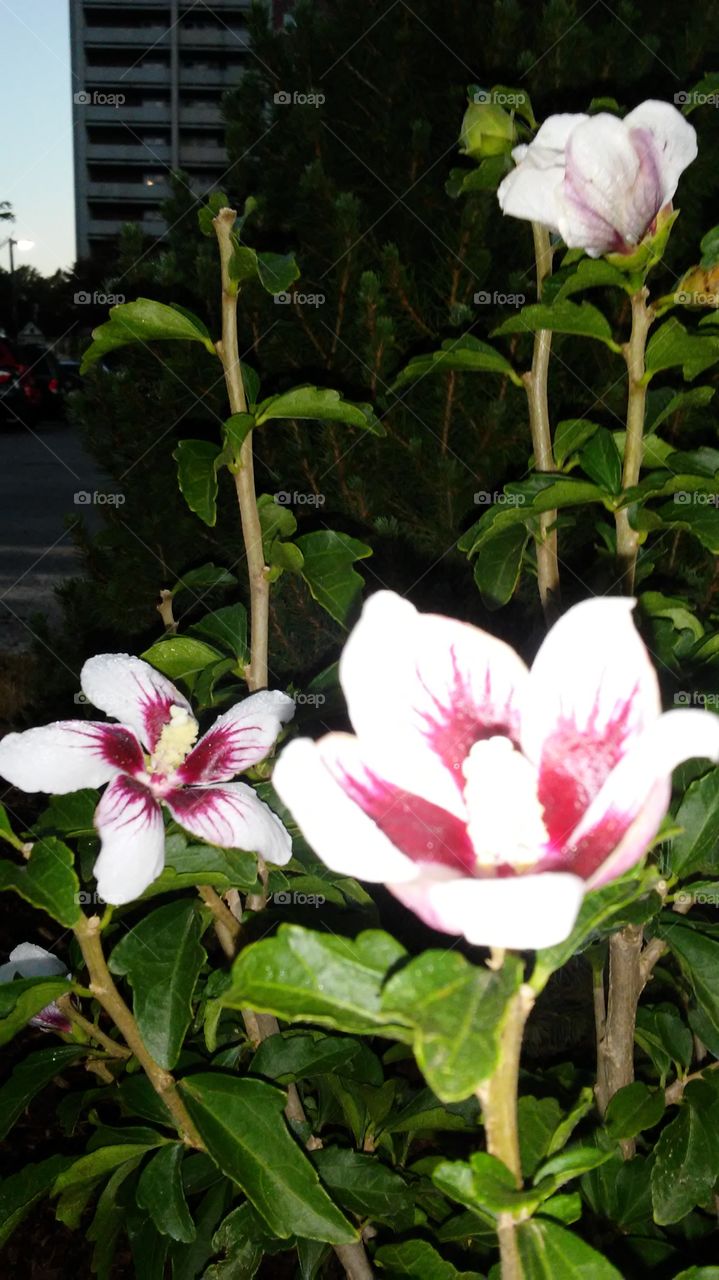 Flower, Flora, Leaf, Rose, Garden