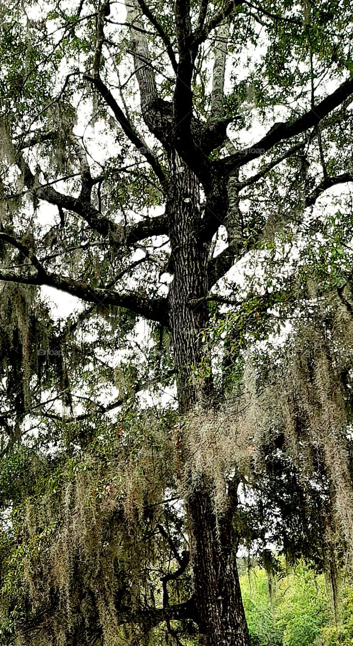 oak tree damp from rain and draped in Spanish moss