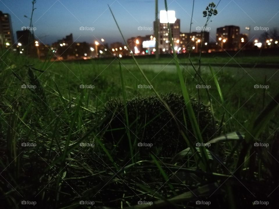 Hedgehog in urban grass