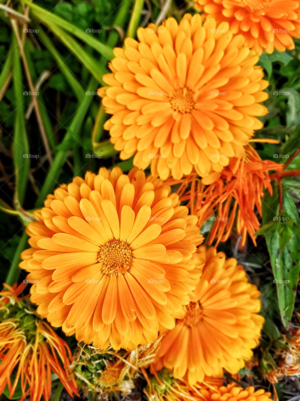 Orange flowers blooming in garden