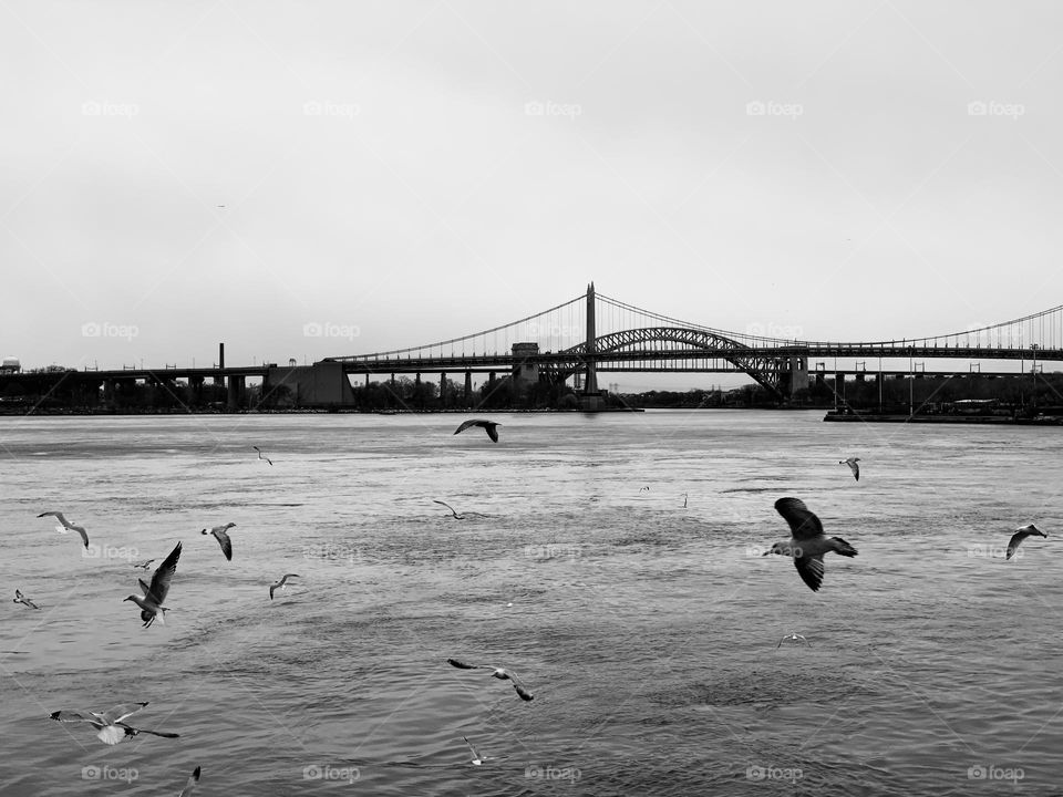 Seagulls in front of the bridge Manhattan New York.