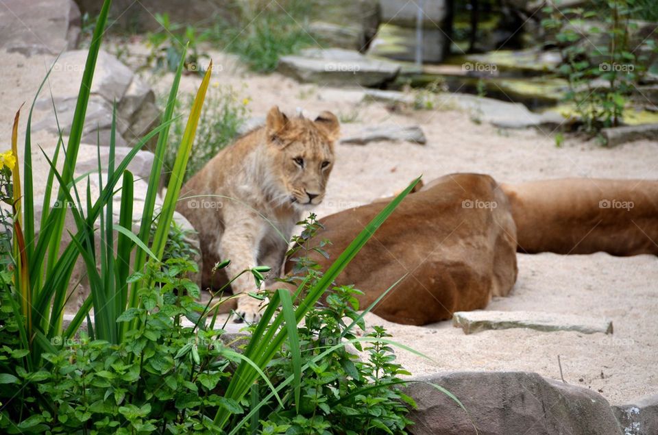 A lion at the zoo in Antwerp.